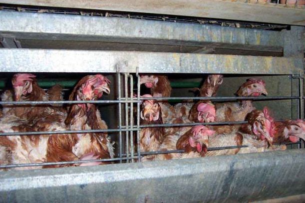 Battery Farm Hens. Image from: Wikipedia Commons